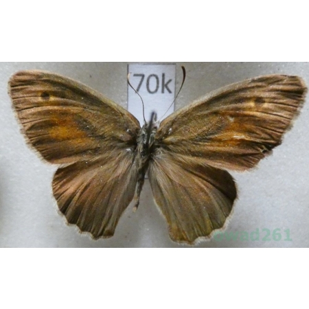 Hyponephele germana (Staudinger, 1887) male Kyrgyzstan70k